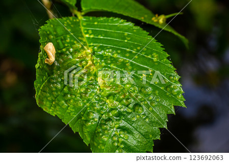 Intricate details of a green leaf exhibiting gall formation in a natural environment during daylight Intricate details of a green leaf exhibiting gall formation in a natural environment during daylight 123692063