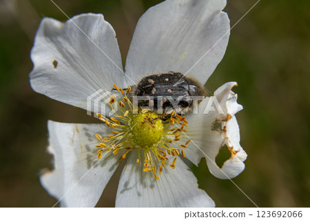 Close-up view of a beetle resting on a delicate white flower in sunlight during springtime 123692066