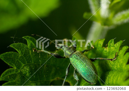 Close-up of a vibrant green weevil perched on a leaf in a lush garden during a sunny afternoon 123692068