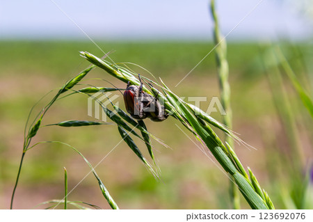 Detailed view of a spider resting on green grass in a rural field on a sunny day with blurred background Detailed view of a spider resting on green grass in a rural field on a sunny day with blurred background 123692076