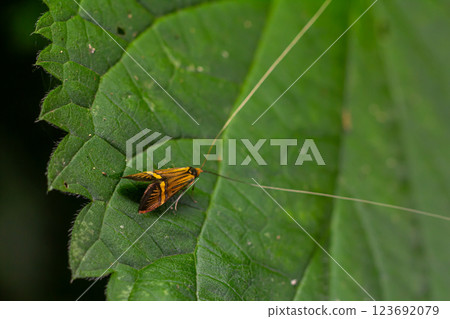 Butterfly resting on a green leaf in a lush garden during a sunny afternoon Butterfly resting on a green leaf in a lush garden during a sunny afternoon 123692079