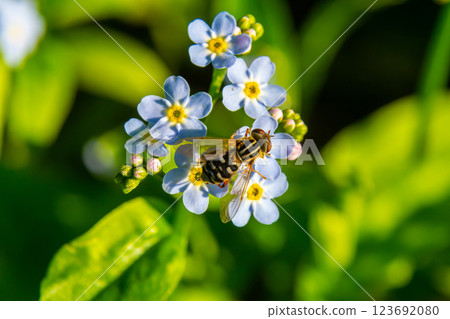 Bee pollinates delicate blue flowers in a lush garden during springtime, showcasing nature's vibrant ecosystem and essential role of insects Bee pollinates delicate blue flowers in a lush garden during springtime, showcasing nature's vibrant ecosystem and essential role of insects 123692080