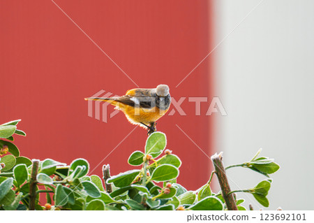 A Daurian redstart resting its wings A Daurian redstart resting its wings 123692101