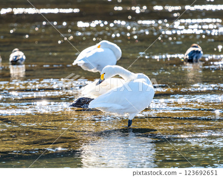 Graceful and beautiful swans wintering on the Arakawa River in the Tokyo metropolitan area 123692651