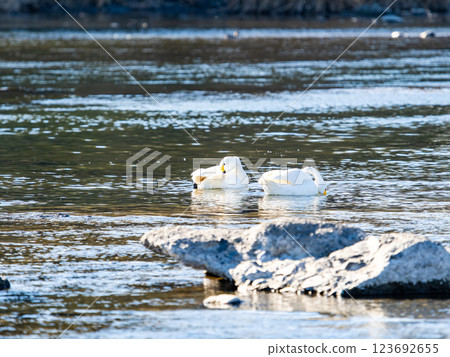 東京都荒川上過冬的優雅美麗的天鵝 123692655