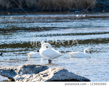 Graceful and beautiful swans wintering on the Arakawa River in the Tokyo metropolitan area 123692660