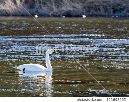 Graceful and beautiful swans wintering on the Arakawa River in the Tokyo metropolitan area 123692665