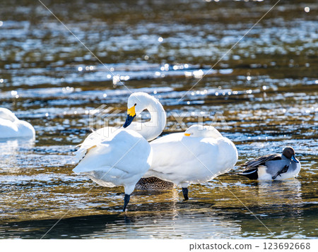 Graceful and beautiful swans wintering on the Arakawa River in the Tokyo metropolitan area 123692668