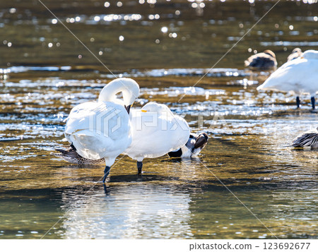 東京都荒川上過冬的優雅美麗的天鵝 東京都荒川上過冬的優雅美麗的天鵝 123692677