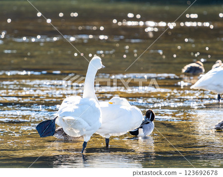 東京都荒川上過冬的優雅美麗的天鵝 123692678