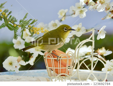 欣賞初春花園裡的鳥兒。 欣賞初春花園裡的鳥兒。 123692784