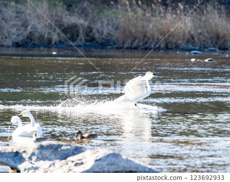 Swan to water Swan to water 123692933