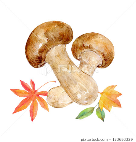 Watercolor illustration: Taste of autumn: Matsutake mushrooms and autumn leaves 123693329