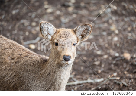 Deer, Sika deer, Nara Park, Nara City 123693349