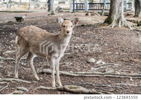 Deer, Sika deer, Nara Park, Nara City 123693350