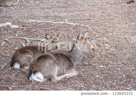 Deer, Sika deer, Nara Park, Nara City 123693353