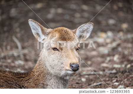 Deer, Sika deer, Nara Park, Nara City 123693365