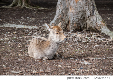 Deer, Sika deer, Nara Park, Nara City 123693367