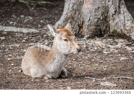Deer, Sika deer, Nara Park, Nara City Deer, Sika deer, Nara Park, Nara City 123693368