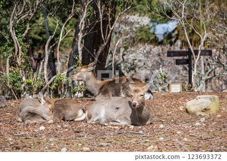 Deer, Sika deer, Nara Park, Nara City 123693372