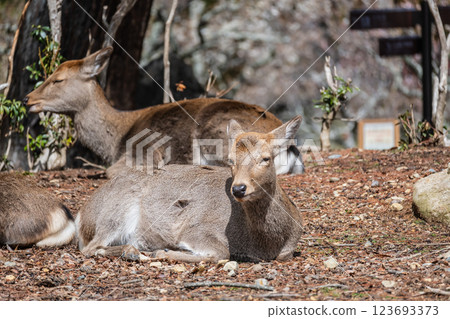 Deer, Sika deer, Nara Park, Nara City 123693373