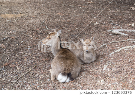 Deer, Sika deer, Nara Park, Nara City 123693376
