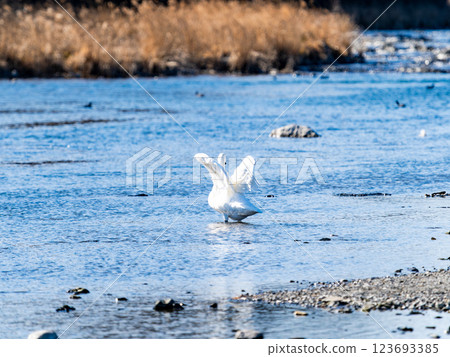 東京都荒川上過冬的優雅美麗的天鵝拍打著翅膀 123693385