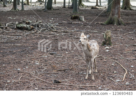 Deer, Sika deer, Nara Park, Nara City Deer, Sika deer, Nara Park, Nara City 123693483