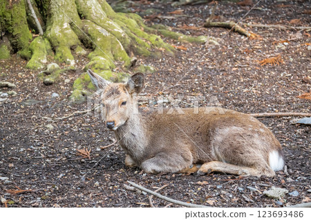 Deer, Sika deer, Nara Park, Nara City 123693486