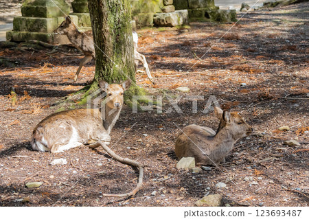Deer, Sika deer, Nara Park, Nara City 123693487