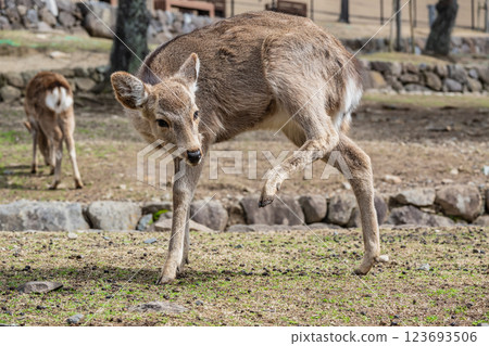 Deer at the foot of Mount Wakakusa, Nara Park, Nara City 123693506