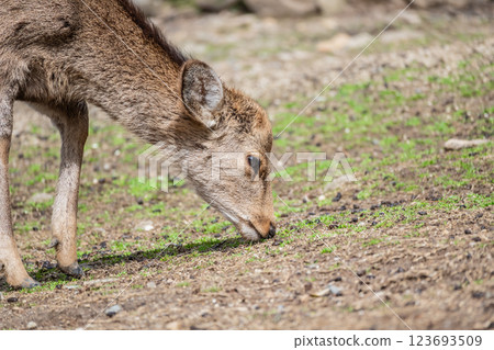 奈良市奈良公園若草山山麓的鹿 123693509