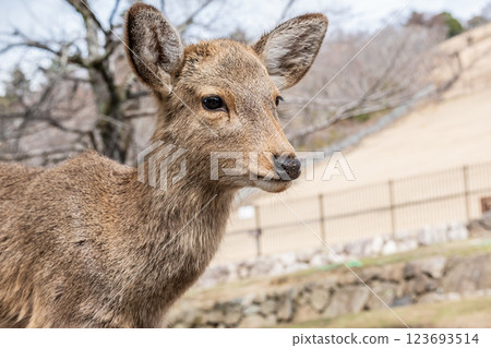 Deer at the foot of Mount Wakakusa, Nara Park, Nara City Deer at the foot of Mount Wakakusa, Nara Park, Nara City 123693514