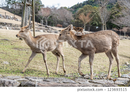 奈良市奈良公園若草山山麓的鹿 奈良市奈良公園若草山山麓的鹿 123693515