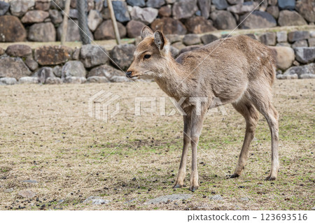 奈良市奈良公園若草山山麓的鹿 123693516