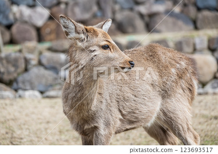 Deer at the foot of Mount Wakakusa, Nara Park, Nara City 123693517