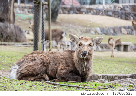 Deer at the foot of Mount Wakakusa, Japanese deer (male), Nara Park, Nara City 123693523