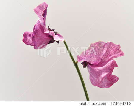 粉色甜豌豆花 123693710