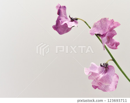 粉色甜豌豆花 123693711