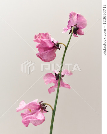 粉色甜豌豆花 粉色甜豌豆花 123693712