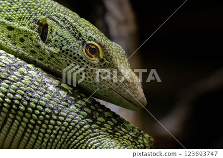 The emerald tree monitor or green monitor lizard 123693747