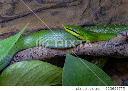 Vietnamese longnose snake (Gonyosoma boulengeri). 123693755