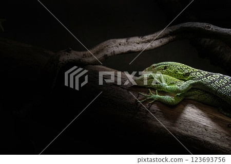 The Emerald tree monitor 123693756