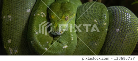 Emerald boa constrictor also known as the green tree boa. wide banner 123693757