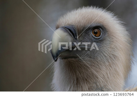 The griffon vulture (Gyps fulvus) family Accipitridae. 123693764