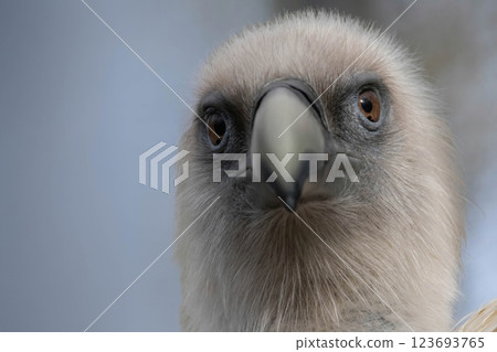 The griffon vulture (Gyps fulvus) family Accipitridae. The griffon vulture (Gyps fulvus) family Accipitridae. 123693765