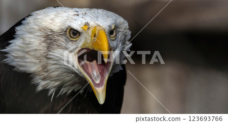 Portrait of an American Bald Eagle 123693766