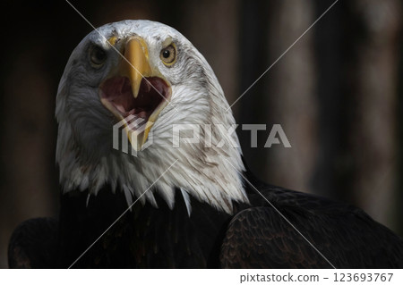 Profile headshot of American Bald Eagle 123693767