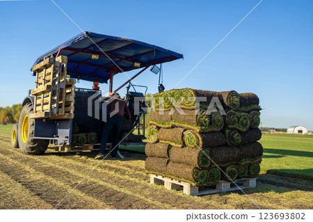 Freshly Harvested Turf Rolls Have Been Carefully Arranged on a Wooden Pallet for Sale Freshly Harvested Turf Rolls Have Been Carefully Arranged on a Wooden Pallet for Sale 123693802