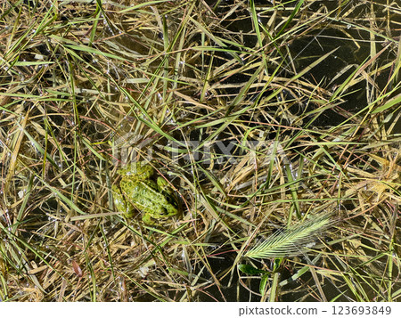 Green frog in swamp grass Green frog in swamp grass 123693849